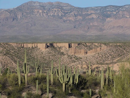 arizona usa cacti landscapes desert unitedstatesofamerica gps 2010 saguarocactuscarnegieagigantea