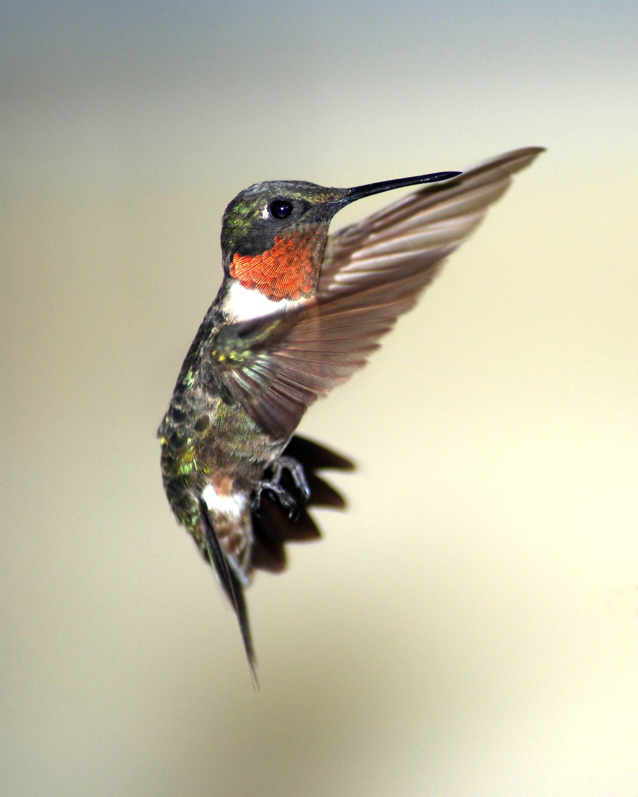 Hummingbirds | Flickr