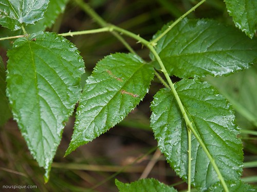 wet leaves raspberry