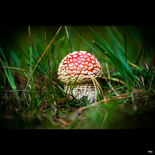 red mushroom closeup forest canon mushrooms woods magic yorkshire spotty 5d toadstool shroom 2870mmf28l allerthorpe