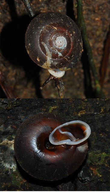Amazonian land snail with odd aperture (Labyrinthus sp)