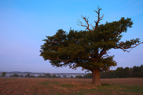 pink blue red sky orange brown mist tree green nature field yellow sunrise lincolnshire canonef2470mmf28lusm tranquil grimsthorpecastle canon5dmkii