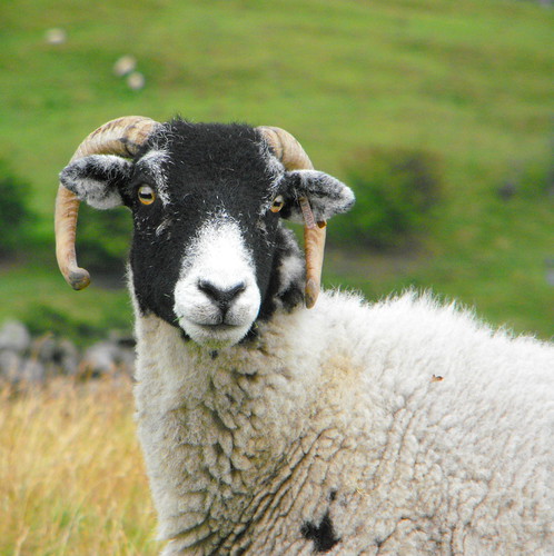 Swaledale Sheep: Yorkshire Dales | by Ambersky235