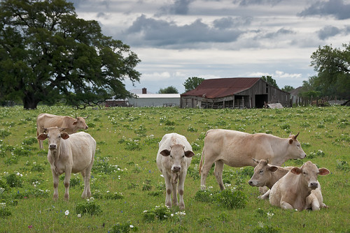 ranch barn texas cattle farm smithville wildflowers dairy