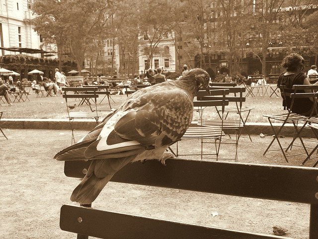 NYC - Pigeon in Bryant Park