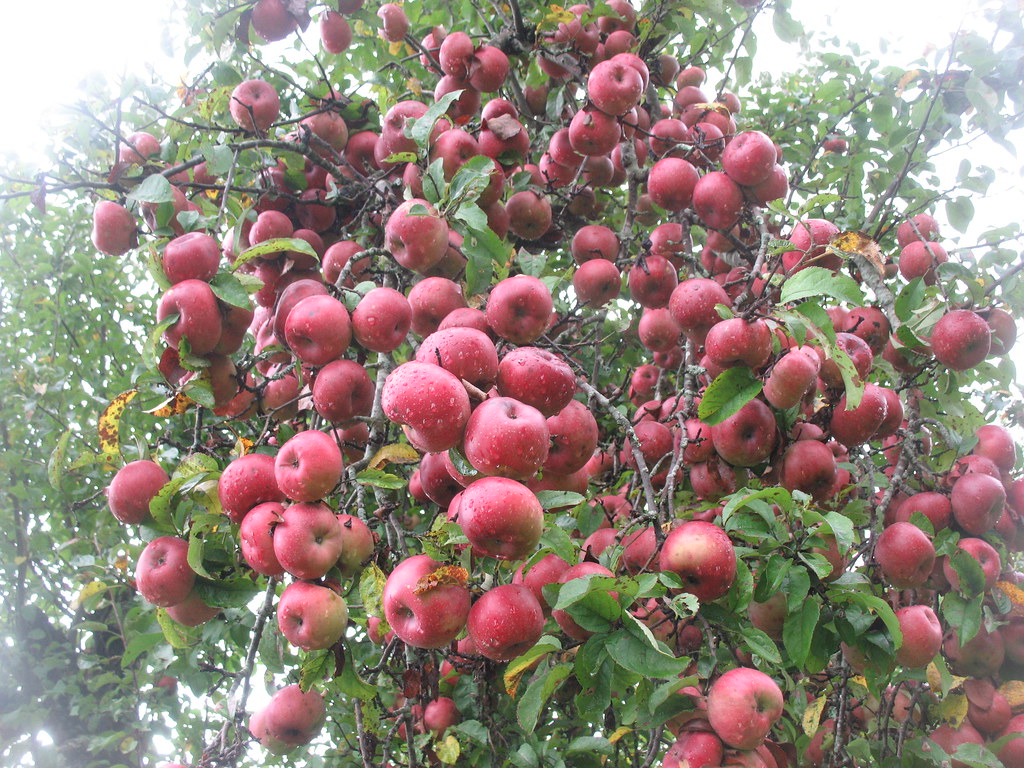 apple harvest time