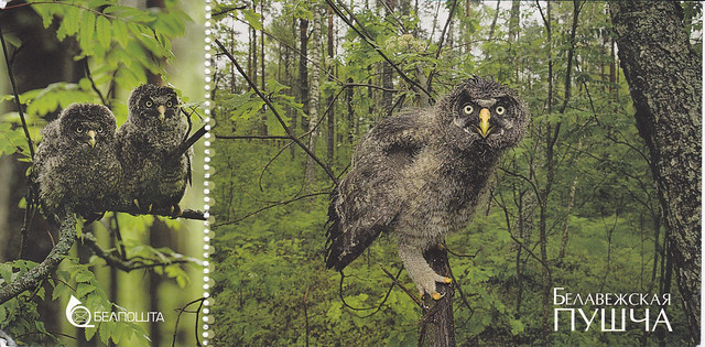 UNESCO Bialowieza Forest Great Gray Owl Postcard