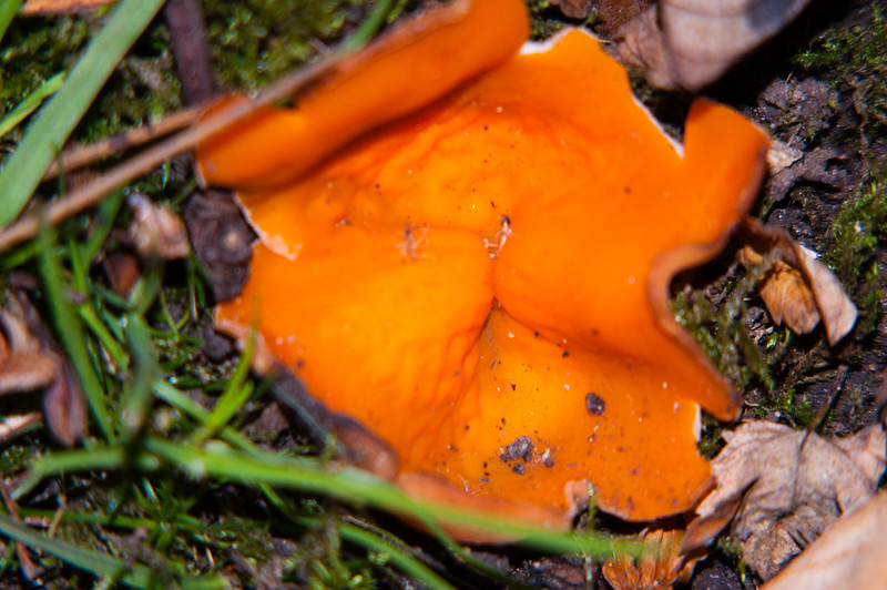 Orange peel fungus