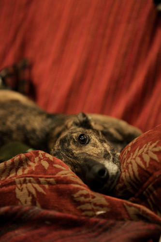 45/52 Rory | by eloise leyden photography