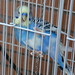 Beady - Parakeet