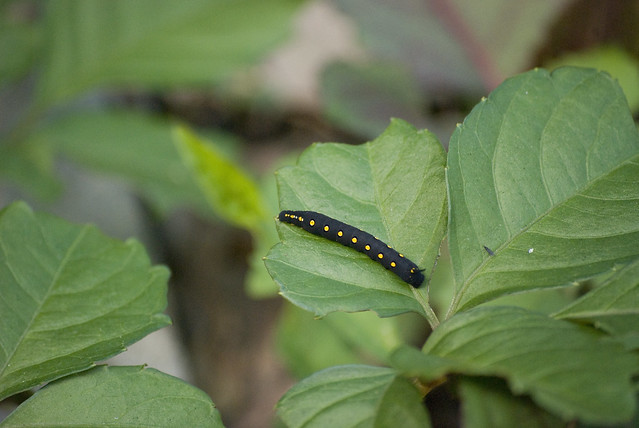 Hawkmoth Caterpillar (or Sphingidae), black with yellow spots
