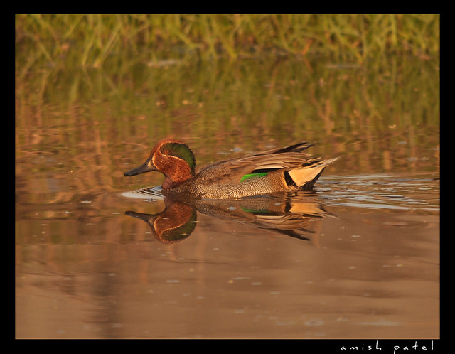 common teal - reflection