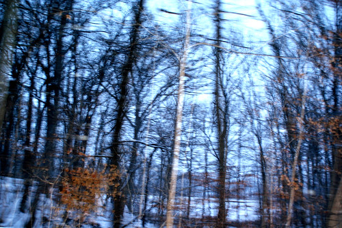 trees winter snow cold woods midwest