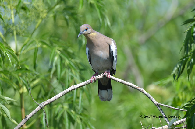 White-winged Dove eyeing me
