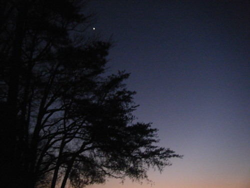 blue sunset tree night star