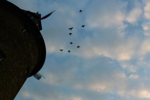 Bacharach by moarplease, sunrisesky birds sunrise germany deutschland flock bacharach