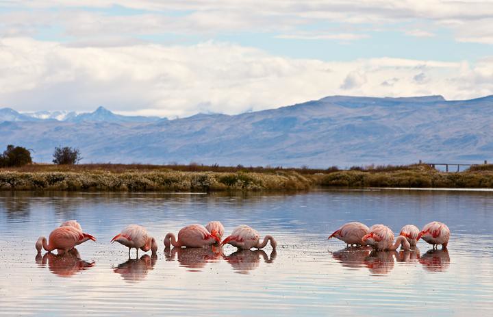 Wild Flamingos in Laguna Nimez, El Calafate, Patagonia, Argentina