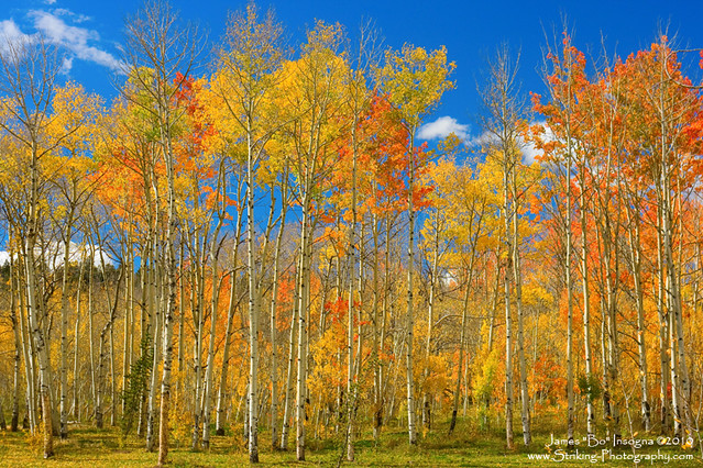 Colorful Colorado Autumn Landscape