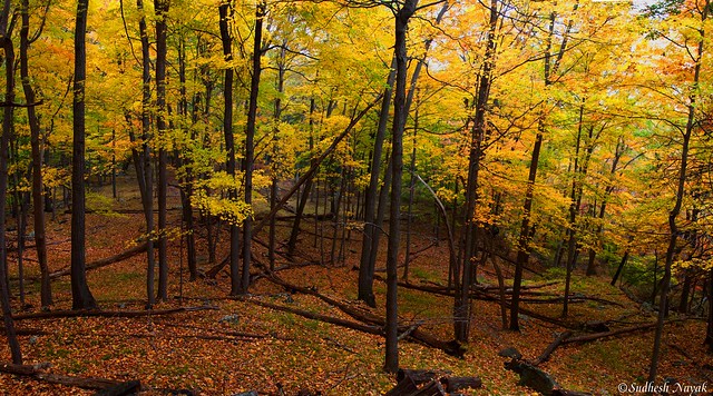 Fall Colors Panorama