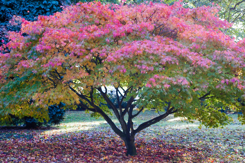 Japanese acer