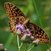 Flickr photo 'Great Spangled Fritillary (Speyeria cybele)' by: DrStephenD.