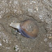 Flickr photo 'Big brown mactra clam (Mactra grandis)' by: wildsingapore.