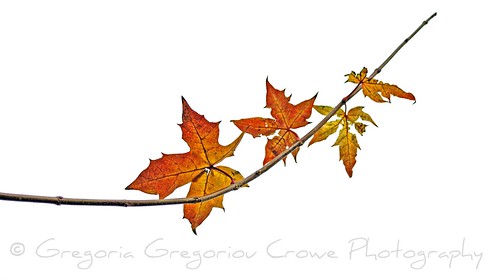 --- four old yellow leaves ... the last on the tree ... by ggcphoto