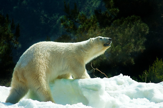 Polar Bear Snow Day