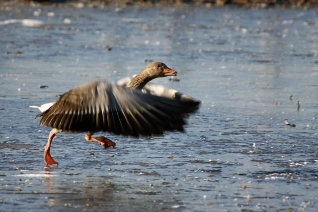 Greylag Goose, Martin Mere November 2010