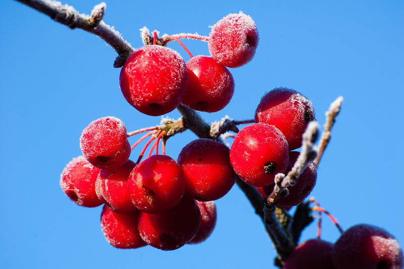 Crab apples with a dusting of frost