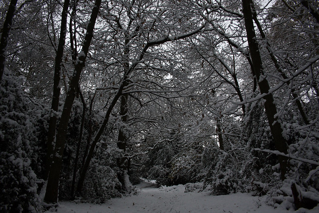 Lesnes Abbey Woods in the snow