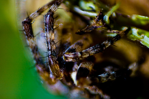 hairy legs | by benmurphy