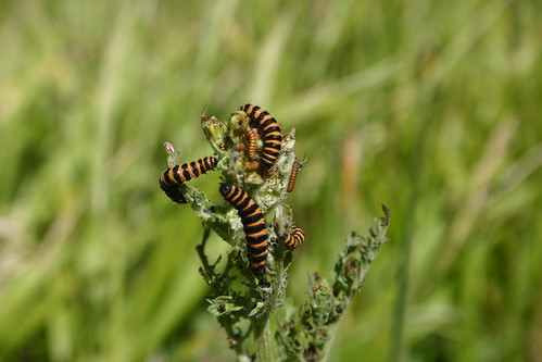 Cinnabar caterpillars on ragwort 