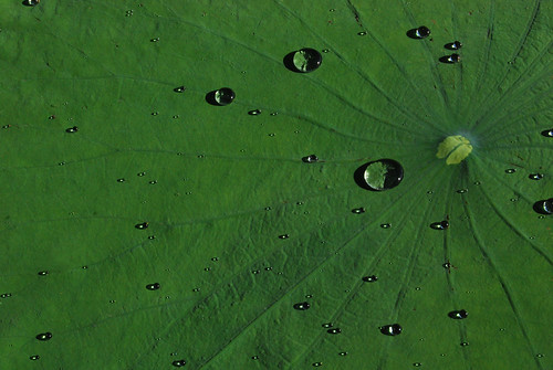 lilypad caddolake raindrops waterbeads nature rain plant green louisiana northlouisiana