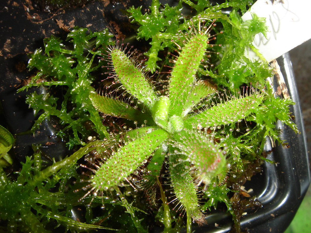 10 Semi Di Drosera Ascendens &ndash; Pianta Carnivora, Coltivala Da Zero!