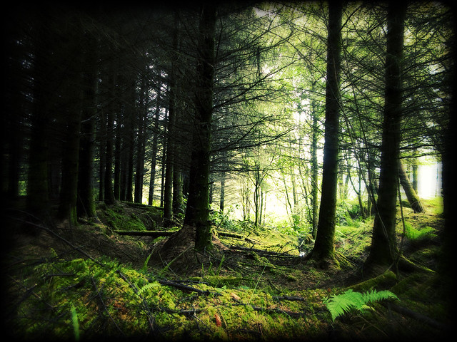 The Scottish Wood