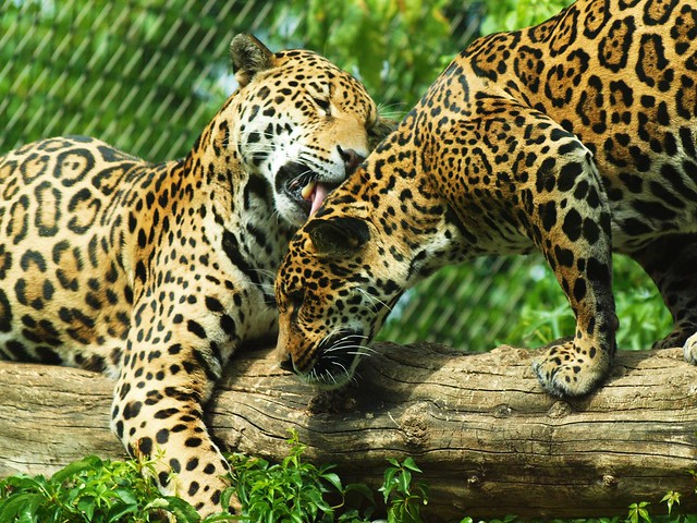 Jaguar-Kuscheln
