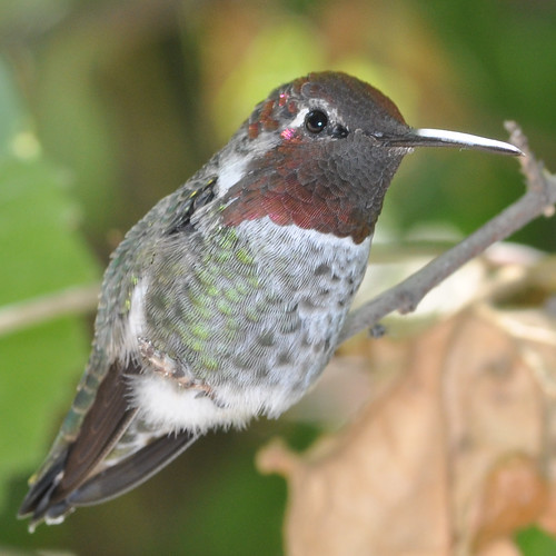 Juvenile Anna's Hummingbird 7 by Nikonian72