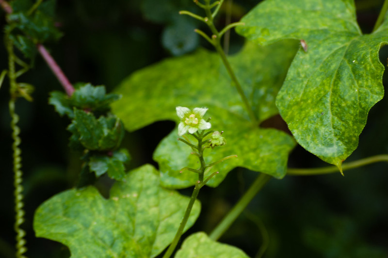 Bryony flower