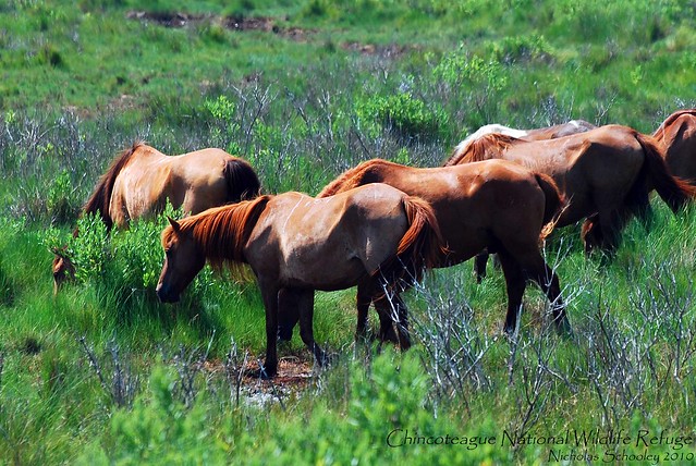Chincoteague Horses