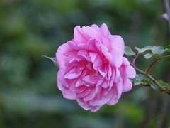 Rosa rosa.rs