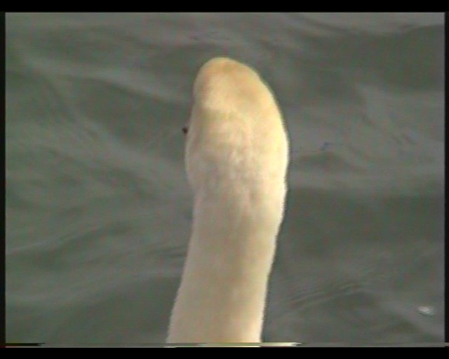 Cygnus olor (Mute Swan)