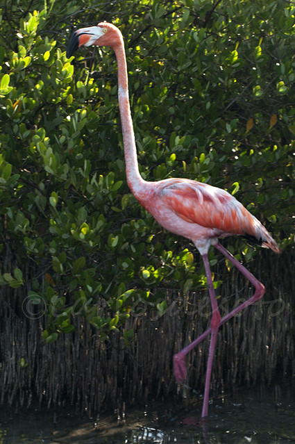 Flamenco Comun / Flamingo/ Phoenicopterus ruber / American Flamingo