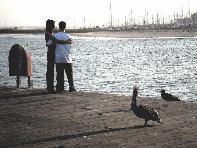 Pelican Lovers
