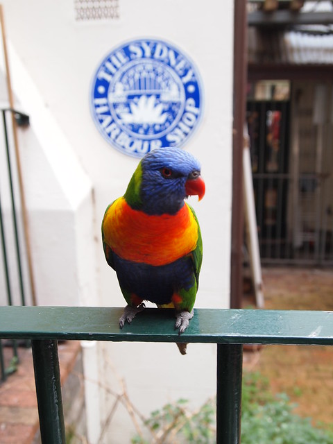 Friendly Sydney Parrot