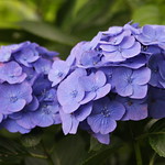 Hydrangea　紫陽花　マリンブルー