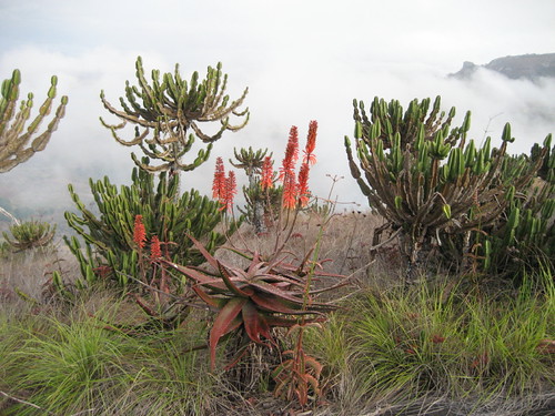 mist landscape succulents mozambique chimoio manicaprovince euphorbiacooperi aloecameronii kalanchoesexangularis