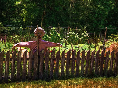 summer fence garden landscape scarecrow finepix hdr hs10 bookertwashingtonnationalmonument