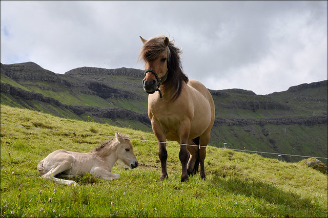 Hestur og fyl / Horse with foal