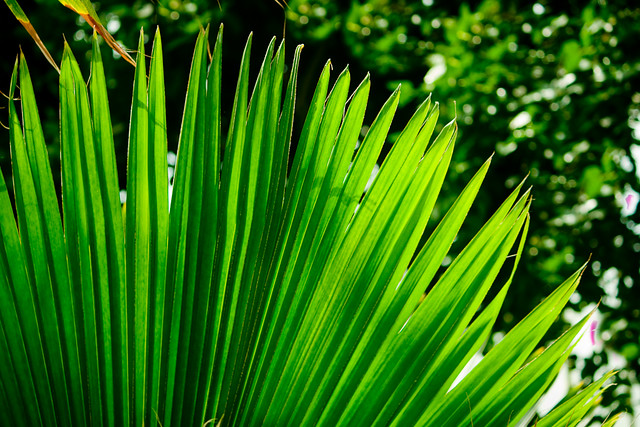 Backlit Palm leaf